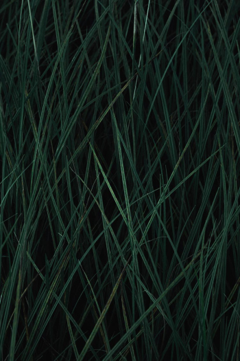 Grass Texture