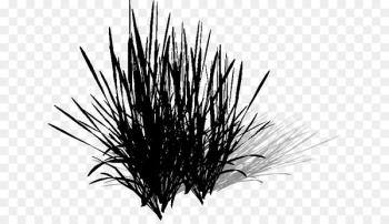 Grasses - Grasses -