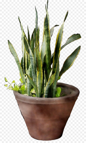 Grasses Plant stem Plants - Grasses Plant stem Plants -