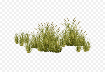 Grasses Tree Plant - Aquatic plants 