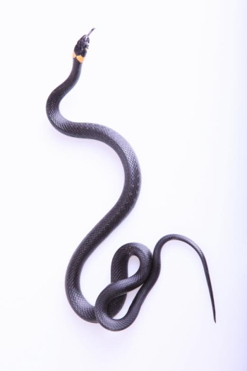Grassnake Grassnake