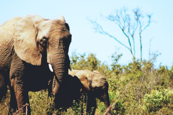gray African elephant with calf gray African elephant with calf