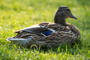 Gray and Beige Duck on Grass Gray and Beige Duck on Grass