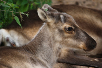 Gray and Black Goat
