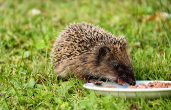 Gray and Black Hedgehog Eating on Plate