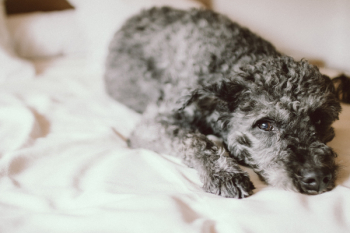 Gray and Black Poodle Puppy Gray and Black Poodle Puppy