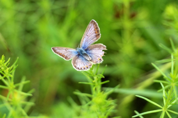 Gray and Blue Butterfly Gray and Blue Butterfly