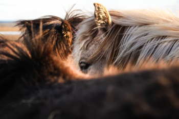 gray and brown animal gray and brown animal