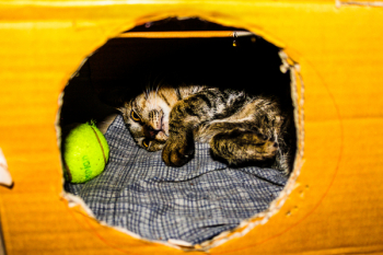 Gray and Brown Kitten in Cardboard Box Gray and Brown Kitten in Cardboard Box