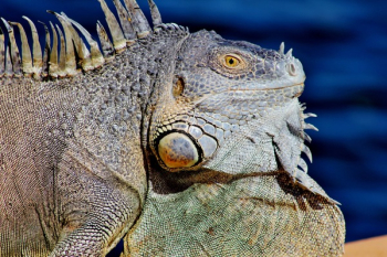 Gray and Green Iguana Close-up Photography Gray and Green Iguana Close-up Photography
