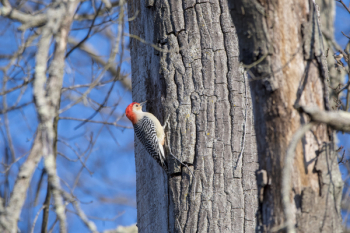 Gray and Red Woodpecker Gray and Red Woodpecker