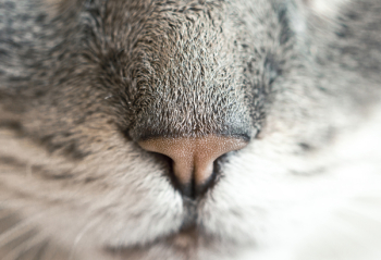 Gray and White Animal Gray and White Animal
