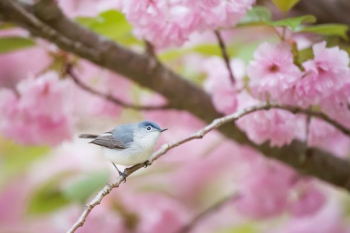 gray and white bird perching on branch gray and white bird perching on branch