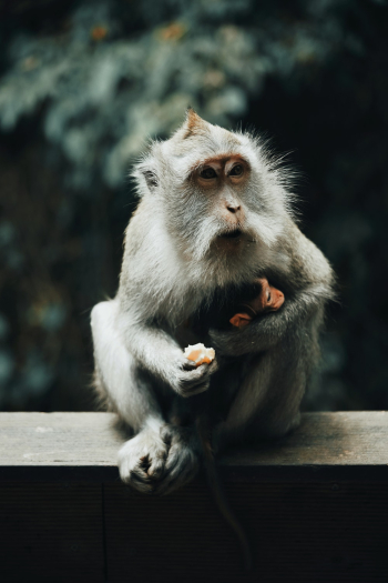 Gray and White Monkey Eating Fruit