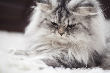 Gray and White Persian Cat Gray and White Persian Cat