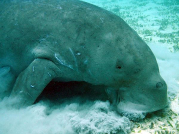 gray animal underwater gray animal underwater