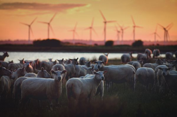 gray animals with windmill background gray animals with windmill background