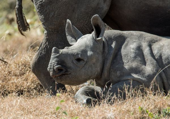 gray baby rhinoceros gray baby rhinoceros