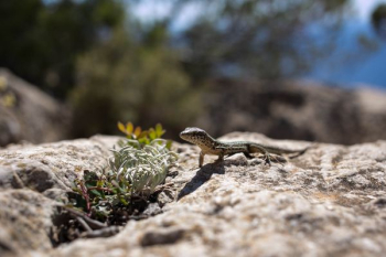 gray bearded dragon photography gray bearded dragon photography