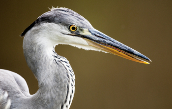 Gray Bird Gray Bird