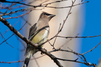 Gray Bird Perching on Tree Branch Gray Bird Perching on Tree Branch