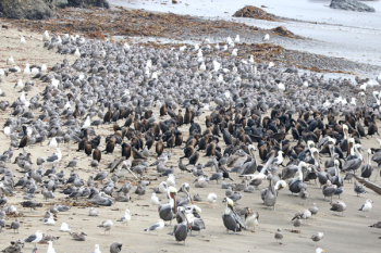 Gray Birds Gray Birds
