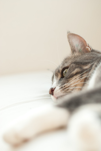 Gray Cat