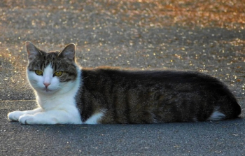 Gray Cat Lying on Gray Surface