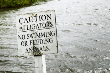 Gray Caution Alligators Label Panel Gray Caution Alligators Label Panel