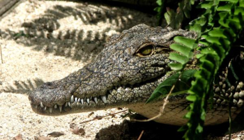 Gray Crocodile Gray Crocodile