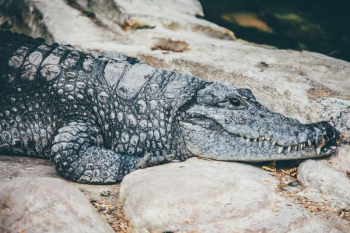 gray crocodile gray crocodile
