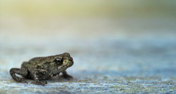 Gray Frog Gray Frog