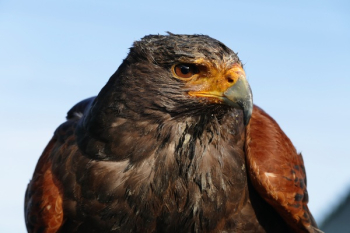 Gray Hawk Gray Hawk