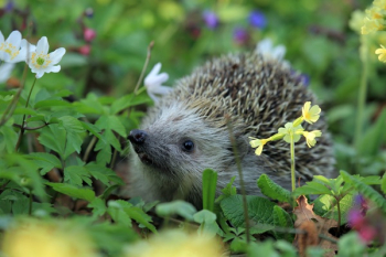 Gray Hedgehog Gray Hedgehog