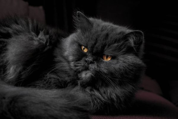 gray Himalayan cat on red fabric gray Himalayan cat on red fabric