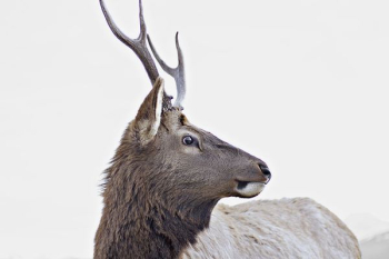 gray horned animal gray horned animal