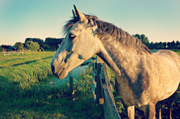 Gray Horse Gray Horse