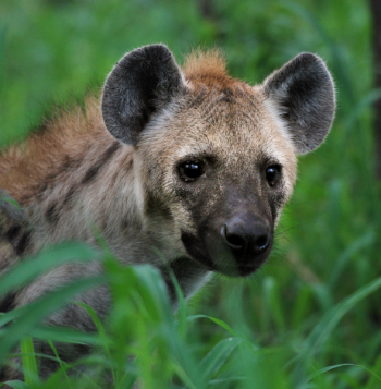 Gray Hyena Through Grass Gray Hyena Through Grass