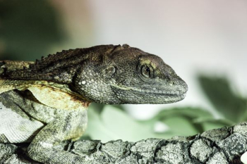 gray iguana gray iguana