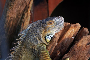 gray iguana gray iguana