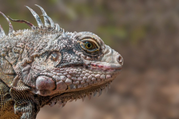 Gray Iguana Gray Iguana