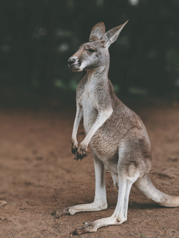 Gray Kangaroo Gray Kangaroo