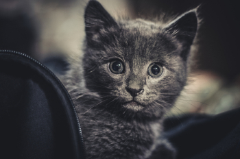 Gray Kitten Gray Kitten