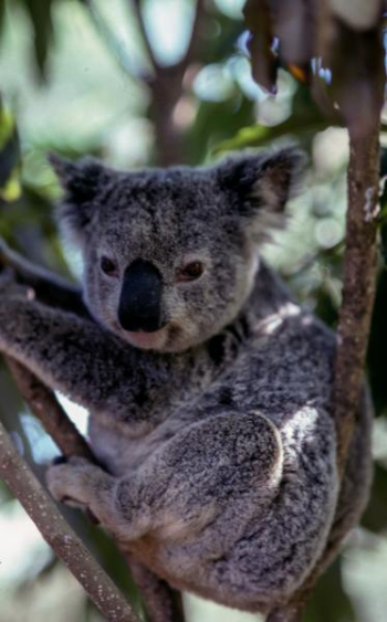 gray koala bear gray koala bear