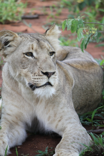 Gray Lioness Gray Lioness