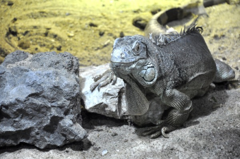 Gray Lizard Near Gray Stone