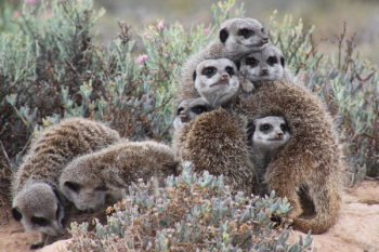 Gray Meerkat Facing Cameras Gray Meerkat Facing Cameras
