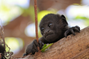 Gray Monkey Gray Monkey