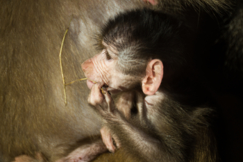 Gray Monkey Gray Monkey