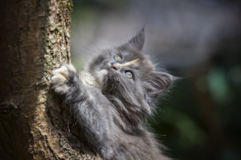 Gray Persian Cat Gray Persian Cat